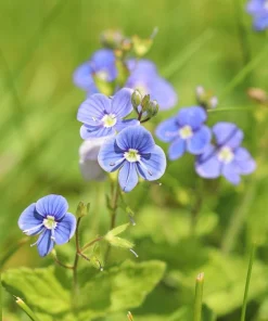 25 Blue Streak Speedwell Seeds - Veronica Gentianoides Flower Seeds - Image 4
