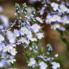 25 Blue Streak Speedwell Seeds - Veronica Gentianoides Flower Seeds - Image 1
