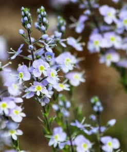 25 Blue Streak Speedwell Seeds - Veronica Gentianoides Flower Seeds - Image 1