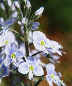 25 Blue Streak Speedwell Seeds - Veronica Gentianoides Flower Seeds - Image 5