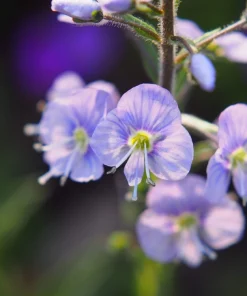 25 Blue Streak Speedwell Seeds - Veronica Gentianoides Flower Seeds - Image 6
