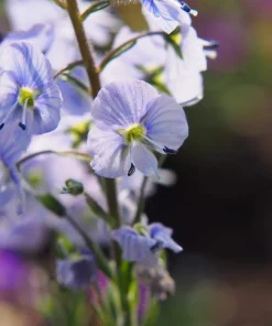 25 Blue Streak Speedwell Seeds - Veronica Gentianoides Flower Seeds - Image 7