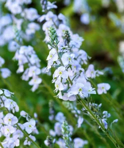 25 Blue Streak Speedwell Seeds - Veronica Gentianoides Flower Seeds - Image 8