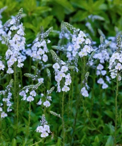 25 Blue Streak Speedwell Seeds - Veronica Gentianoides Flower Seeds - Image 9