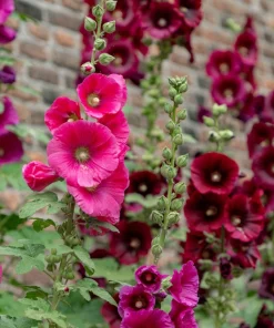 25 Bright Pink Hollyhock Seeds – Alcea Rosea Perennial Flower – 60-84