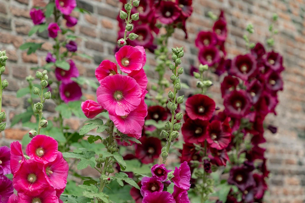 25 Bright Pink Hollyhock Seeds – Alcea Rosea Perennial Flower – 60-84" Tall - Image 10