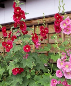 25 Bright Pink Hollyhock Seeds – Alcea Rosea Perennial Flower – 60-84