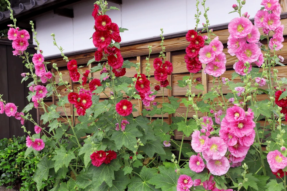 25 Bright Pink Hollyhock Seeds – Alcea Rosea Perennial Flower – 60-84" Tall - Image 11