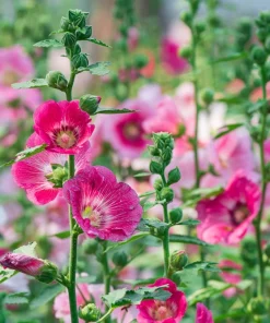 25 Bright Pink Hollyhock Seeds – Alcea Rosea Perennial Flower – 60-84