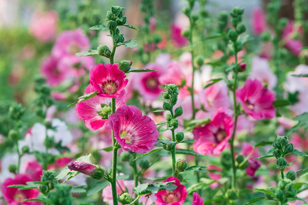 25 Bright Pink Hollyhock Seeds – Alcea Rosea Perennial Flower – 60-84" Tall - Image 12