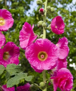 25 Bright Pink Hollyhock Seeds – Alcea Rosea Perennial Flower – 60-84" Tall - Image 2