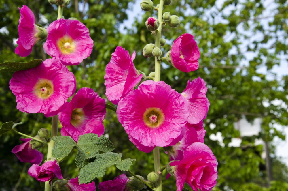 25 Bright Pink Hollyhock Seeds – Alcea Rosea Perennial Flower – 60-84" Tall - Image 2