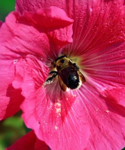 25 Bright Pink Hollyhock Seeds – Alcea Rosea Perennial Flower – 60-84