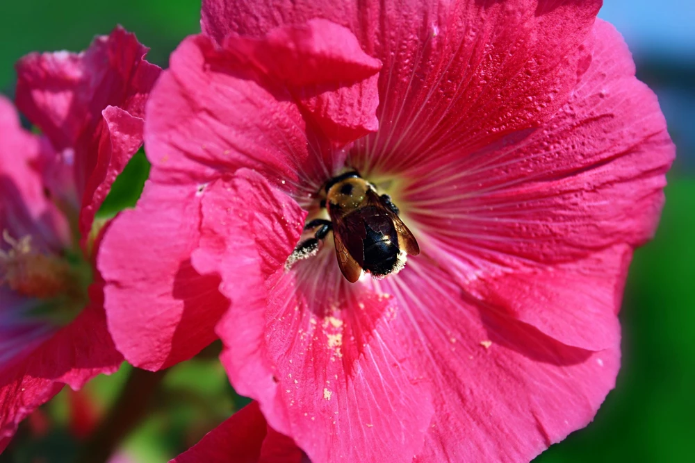 25 Bright Pink Hollyhock Seeds – Alcea Rosea Perennial Flower – 60-84" Tall - Image 3