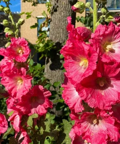 25 Bright Pink Hollyhock Seeds – Alcea Rosea Perennial Flower – 60-84