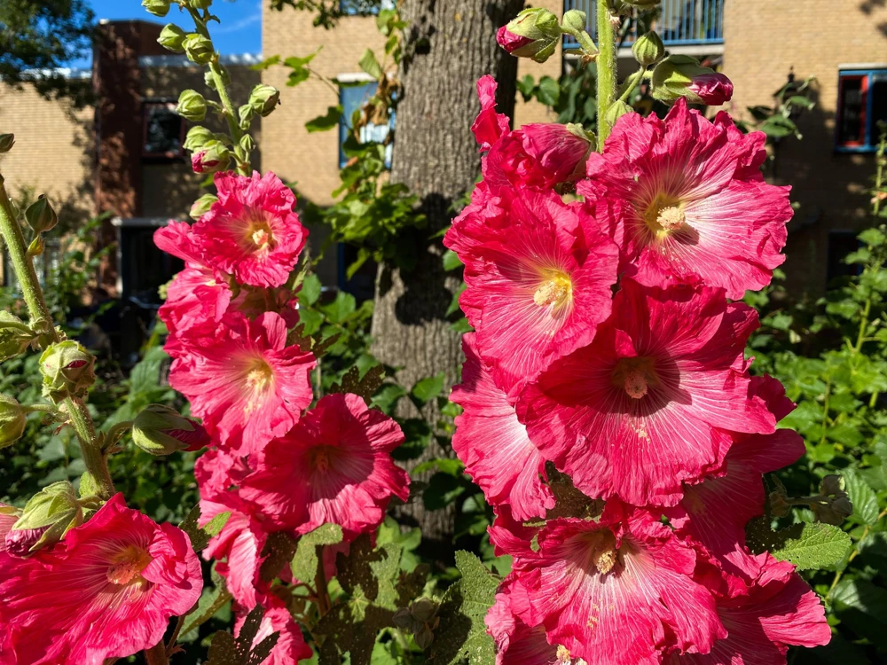 25 Bright Pink Hollyhock Seeds – Alcea Rosea Perennial Flower – 60-84" Tall - Image 4