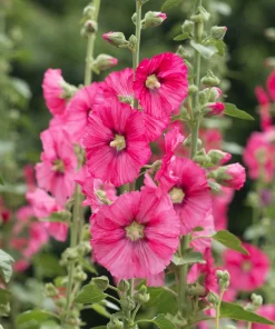 25 Bright Pink Hollyhock Seeds – Alcea Rosea Perennial Flower – 60-84