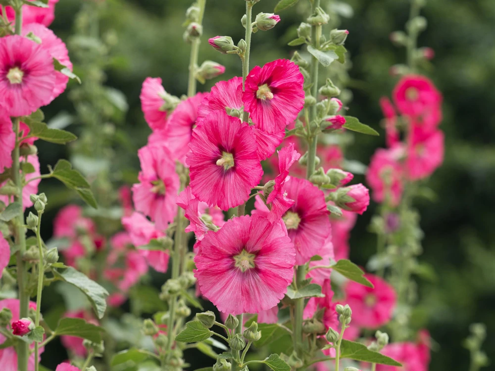 25 Bright Pink Hollyhock Seeds – Alcea Rosea Perennial Flower – 60-84" Tall - Image 5