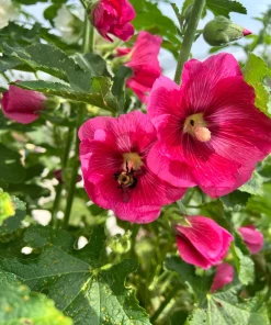 25 Bright Pink Hollyhock Seeds – Alcea Rosea Perennial Flower – 60-84