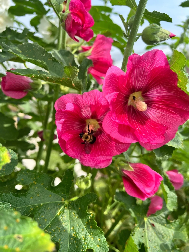 25 Bright Pink Hollyhock Seeds – Alcea Rosea Perennial Flower – 60-84" Tall - Image 6