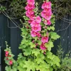 25 Bright Pink Hollyhock Seeds – Alcea Rosea Perennial Flower – 60-84" Tall - Image 1