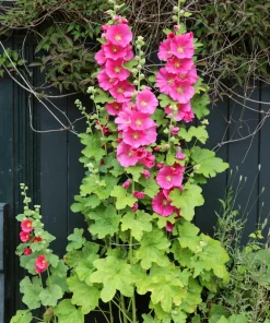 25 Bright Pink Hollyhock Seeds – Alcea Rosea Perennial Flower – 60-84" Tall - Image 1