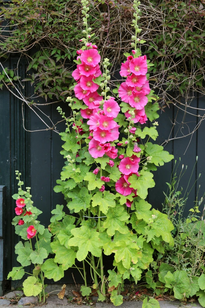 25 Bright Pink Hollyhock Seeds – Alcea Rosea Perennial Flower – 60-84" Tall - Image 1