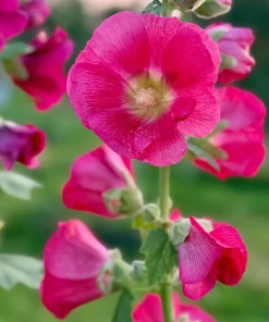 25 Bright Pink Hollyhock Seeds – Alcea Rosea Perennial Flower – 60-84