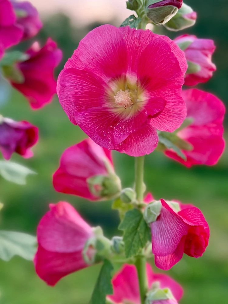 25 Bright Pink Hollyhock Seeds – Alcea Rosea Perennial Flower – 60-84" Tall - Image 7