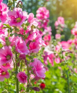 25 Bright Pink Hollyhock Seeds – Alcea Rosea Perennial Flower – 60-84