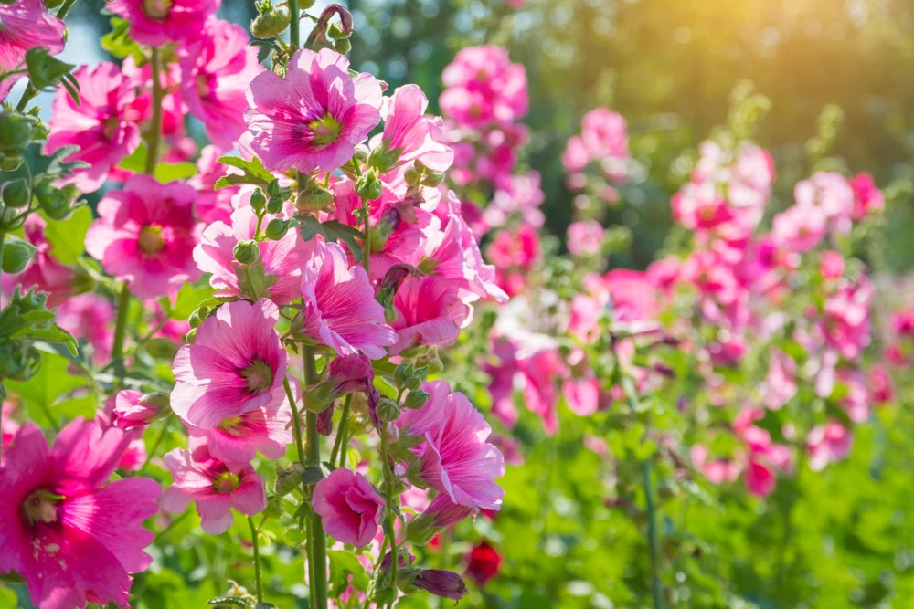 25 Bright Pink Hollyhock Seeds – Alcea Rosea Perennial Flower – 60-84" Tall - Image 8