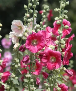 25 Bright Pink Hollyhock Seeds – Alcea Rosea Perennial Flower – 60-84