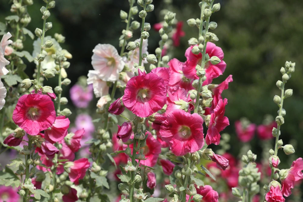 25 Bright Pink Hollyhock Seeds – Alcea Rosea Perennial Flower – 60-84" Tall - Image 9