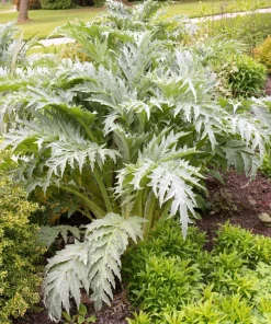 25 Cardoon Seeds - Cynara Cardunculus Artichoke Thistle Perennial Vegetable - Image 10