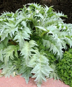 25 Cardoon Seeds - Cynara Cardunculus Artichoke Thistle Perennial Vegetable - Image 11