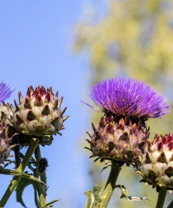 25 Cardoon Seeds - Cynara Cardunculus Artichoke Thistle Perennial Vegetable - Image 2