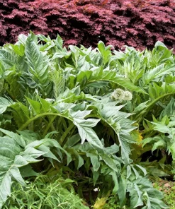 25 Cardoon Seeds - Cynara Cardunculus Artichoke Thistle Perennial Vegetable - Image 3