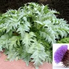 25 Cardoon Seeds - Cynara Cardunculus Artichoke Thistle Perennial Vegetable - Image 1
