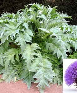 25 Cardoon Seeds - Cynara Cardunculus Artichoke Thistle Perennial Vegetable - Image 1