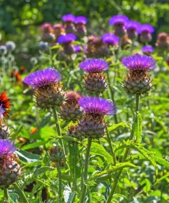 25 Cardoon Seeds - Cynara Cardunculus Artichoke Thistle Perennial Vegetable - Image 4