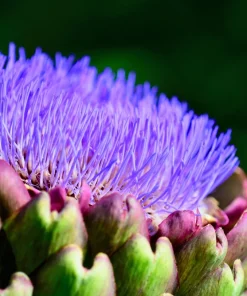 25 Cardoon Seeds - Cynara Cardunculus Artichoke Thistle Perennial Vegetable - Image 5