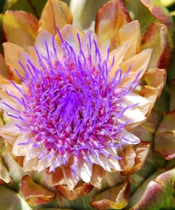 25 Cardoon Seeds - Cynara Cardunculus Artichoke Thistle Perennial Vegetable - Image 7