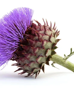 25 Cardoon Seeds - Cynara Cardunculus Artichoke Thistle Perennial Vegetable - Image 8