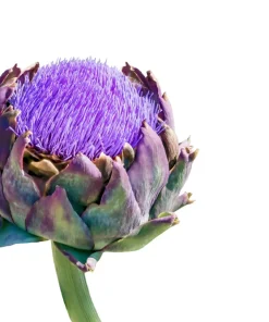25 Cardoon Seeds - Cynara Cardunculus Artichoke Thistle Perennial Vegetable - Image 9