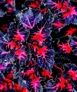 25 Coleus Black Dragon Lulu Seeds - Rare Dark Foliage Ornamental Plant Indoor/Outdoor - Image 1