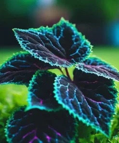 25+ Coleus Seeds - Rare Blue, Black, Green Foliage - Indoor/Outdoor Garden Accent - Image 2