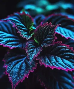 25+ Coleus Seeds - Rare Blue, Black, Green Foliage - Indoor/Outdoor Garden Accent - Image 3