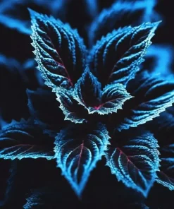 25+ Coleus Seeds - Rare Blue, Black & Green Foliage - Perennial Flower Seeds - Image 2