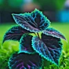25+ Coleus Seeds - Rare Blue, Black & Green Foliage - Perennial Flower Seeds - Image 1