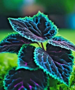 25+ Coleus Seeds - Rare Blue, Black & Green Foliage - Perennial Flower Seeds - Image 1